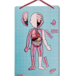 Juego De Anatomia: Bodymagnet